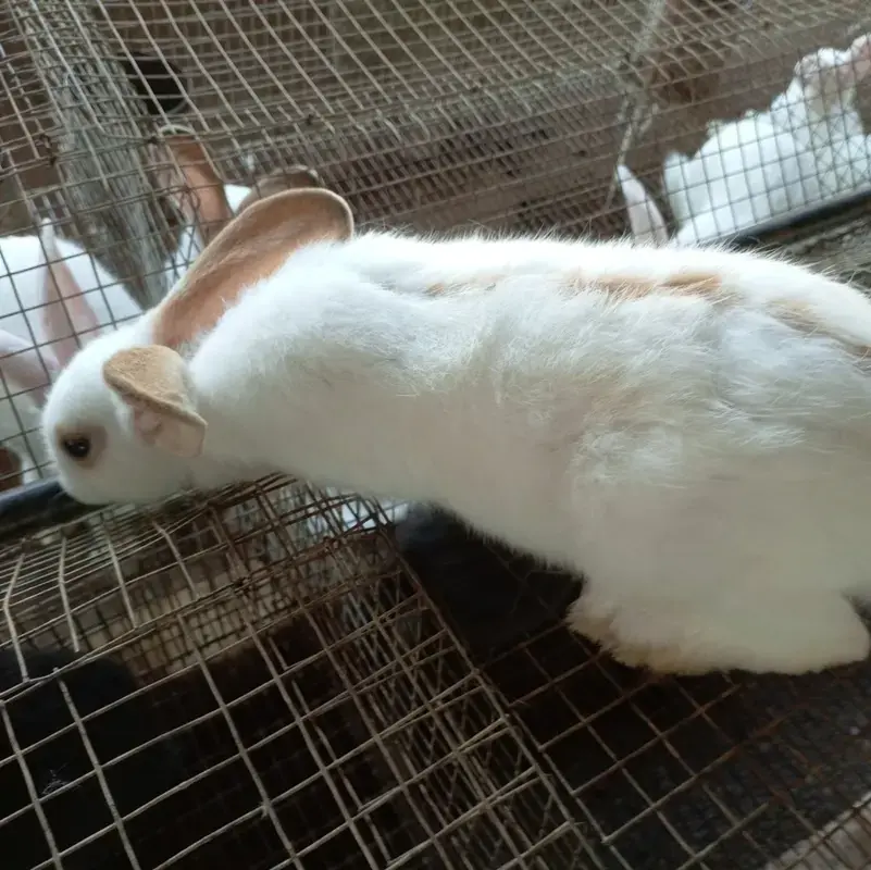 Lapin de chair (Sujet vif ou abattu) — Cuniculture (Lapins)