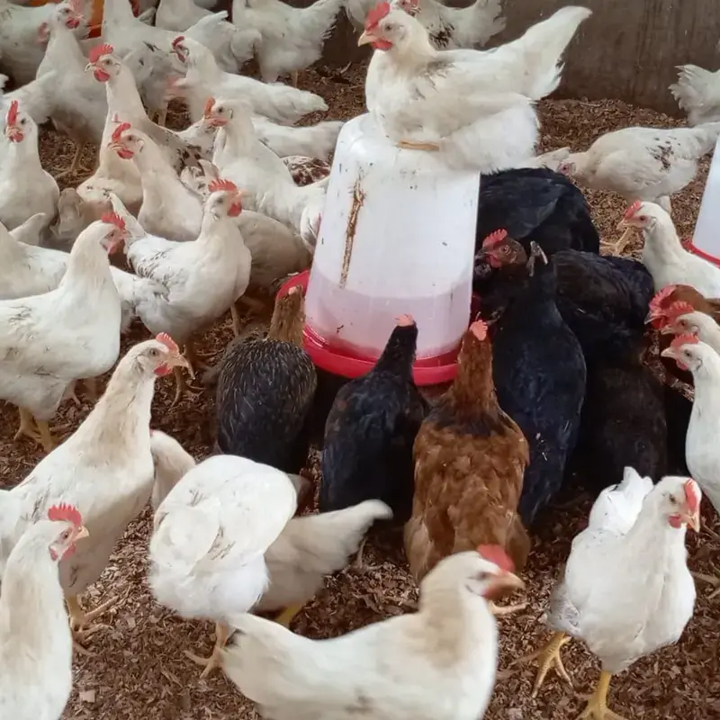 Poulets de Chair Vivants — Aviculture (Volailles)