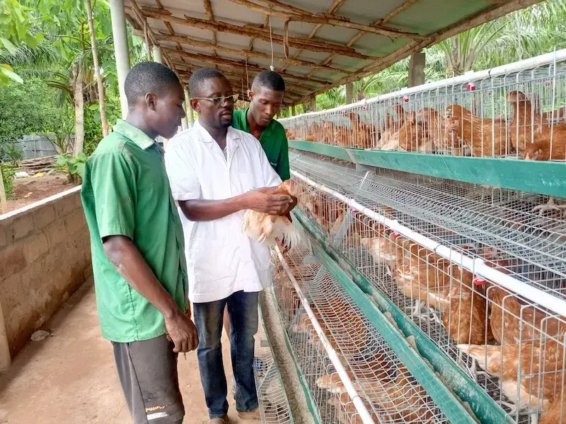 Élevage de volailles à la Ferme École OLOUWACHEGOUN