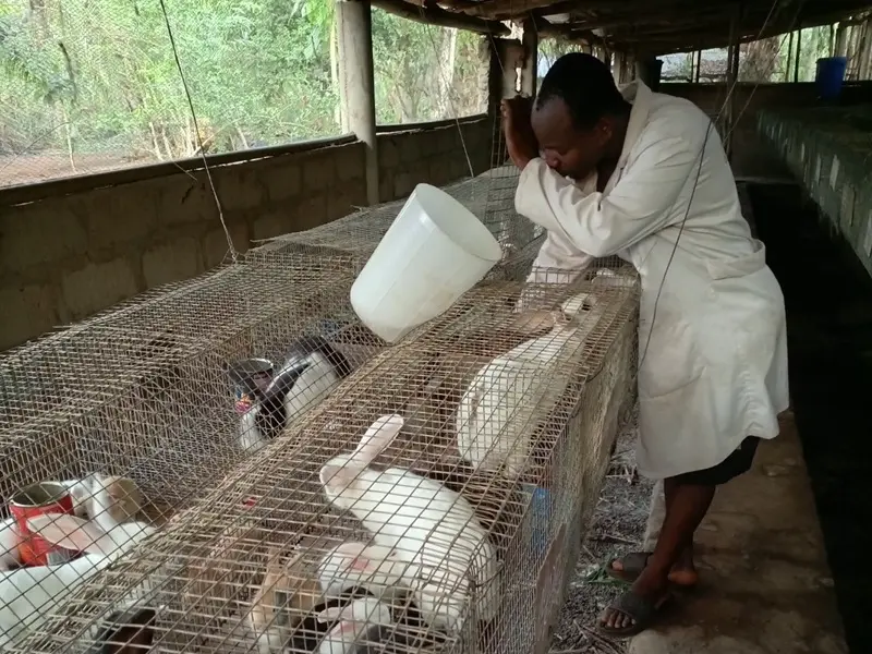 Élevage de lapins en cages galvanisées