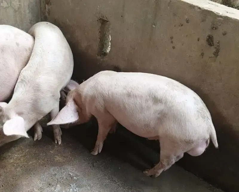 Élevage de porcs charcutiers